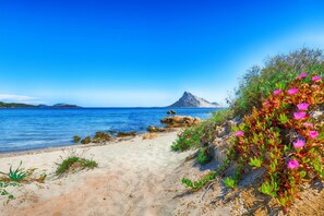 Wilde bloemen bij het strand van Porto Taverna