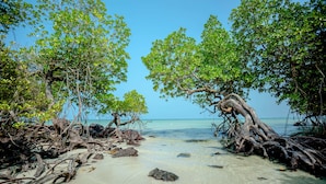 Una playa con agua cristalina, orilla arenosa y manglares.