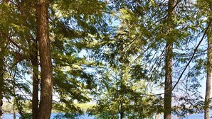 A wooden deck leading to a house with a number 637 sign, surrounded by trees and a lake. - Charming 3-bedroom house with WiFi, AC near Acadia National Park! (Otis)