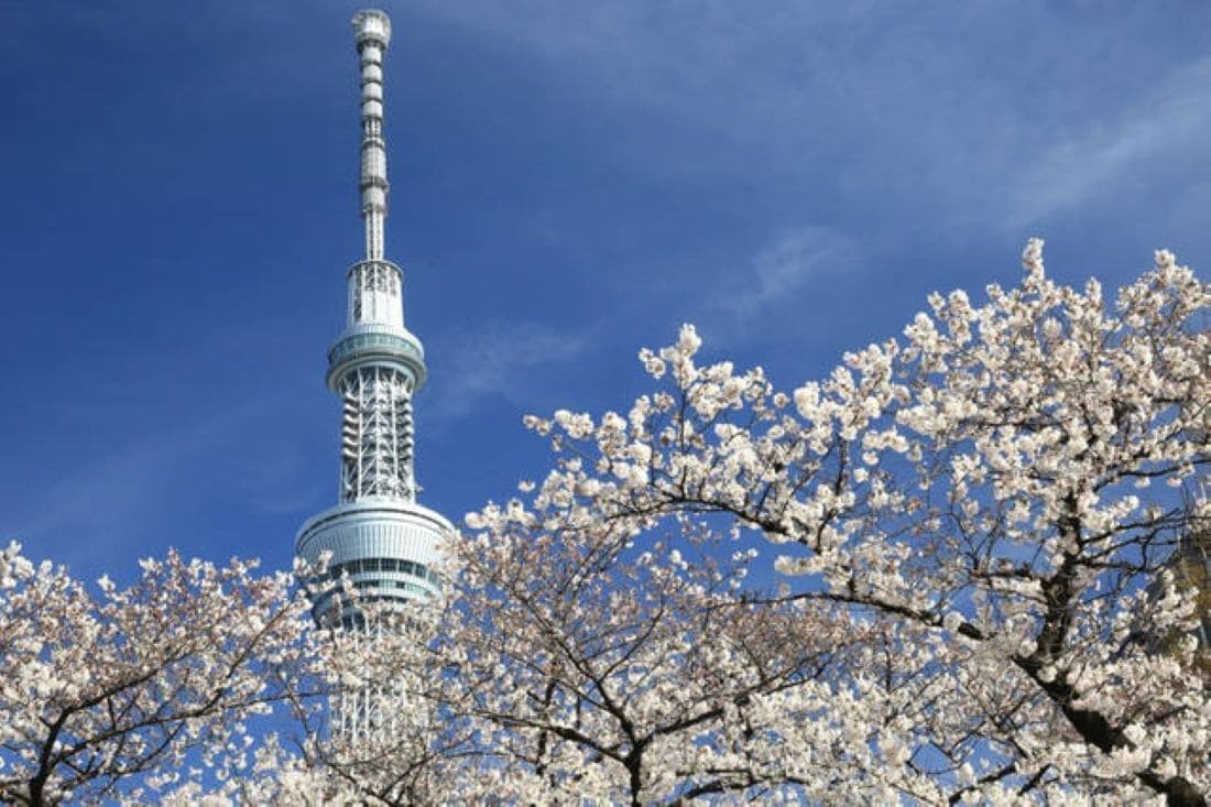 A tower with a spiral design and a spherical base, surrounded by cherry blossom trees.