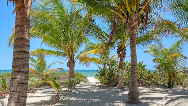 Una playa arenosa con palmeras y una vista despejada del océano.
