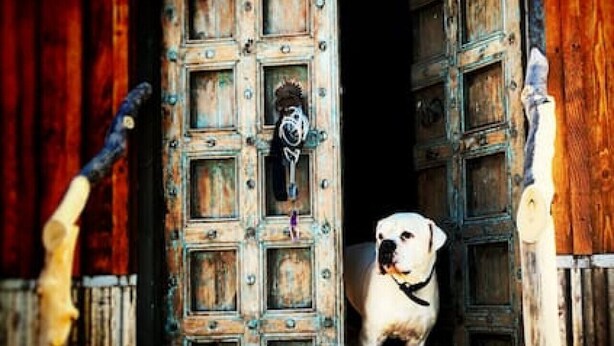 A dog standing in a doorway with a rustic wooden door and metal hinges.