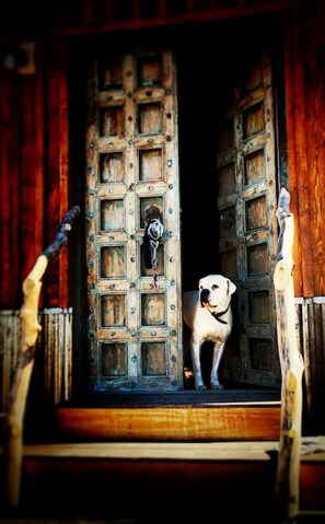 A dog standing in a doorway with a rustic wooden door and metal hinges. - All 4 Triple View Tiny Homes (Orchard City)