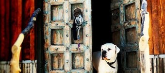 All 4 Triple View Tiny Homes