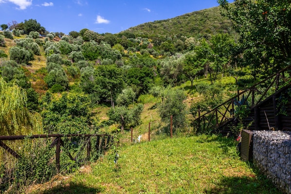 A rural landscape with a wooden fence, trees, and a hill in the background.