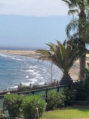Une vue sur la côte, avec une plage, des palmiers et une clôture.