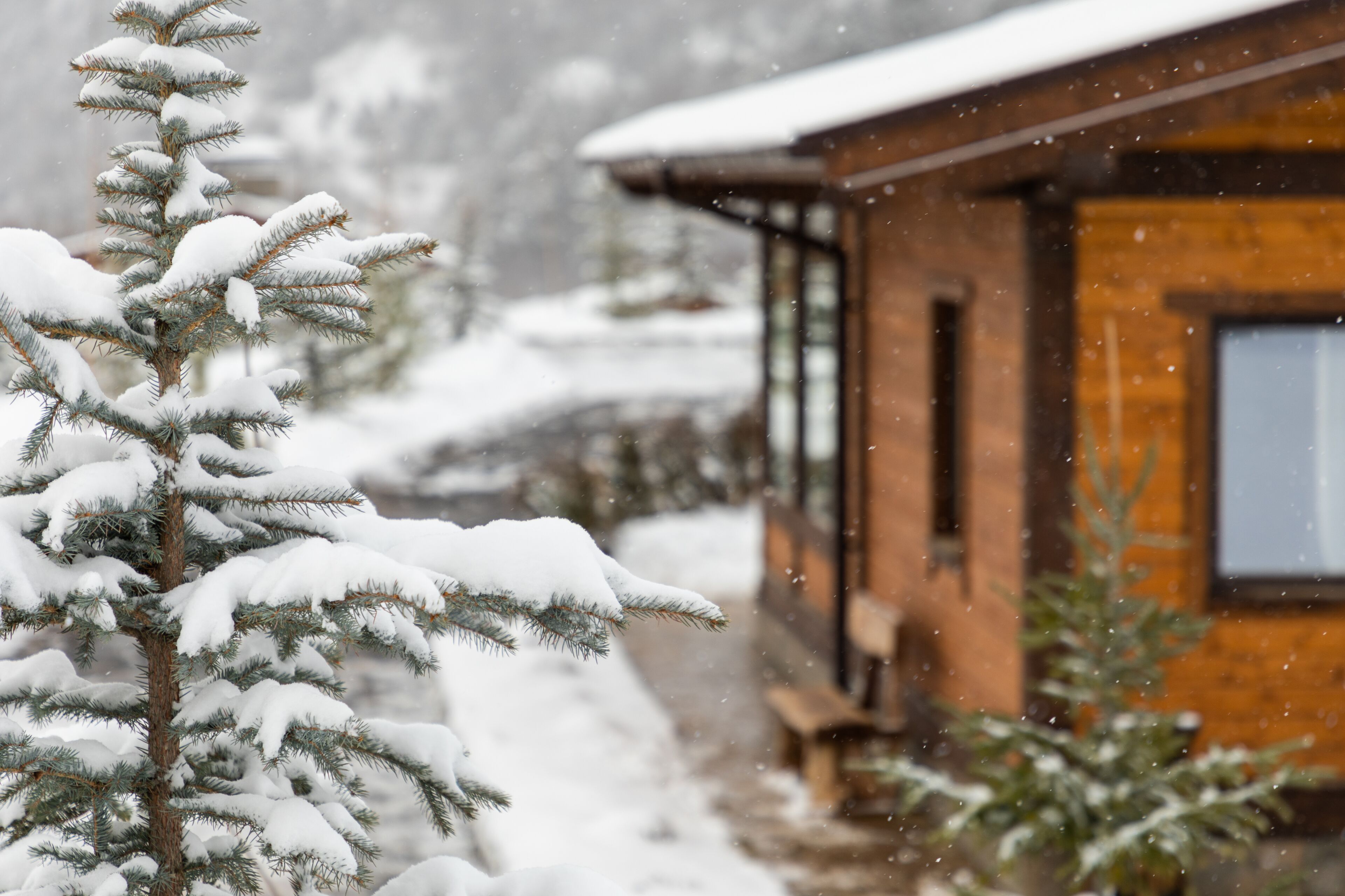 A wooden cabin with a snow-covered roof and a snow-covered tree in the foreground.