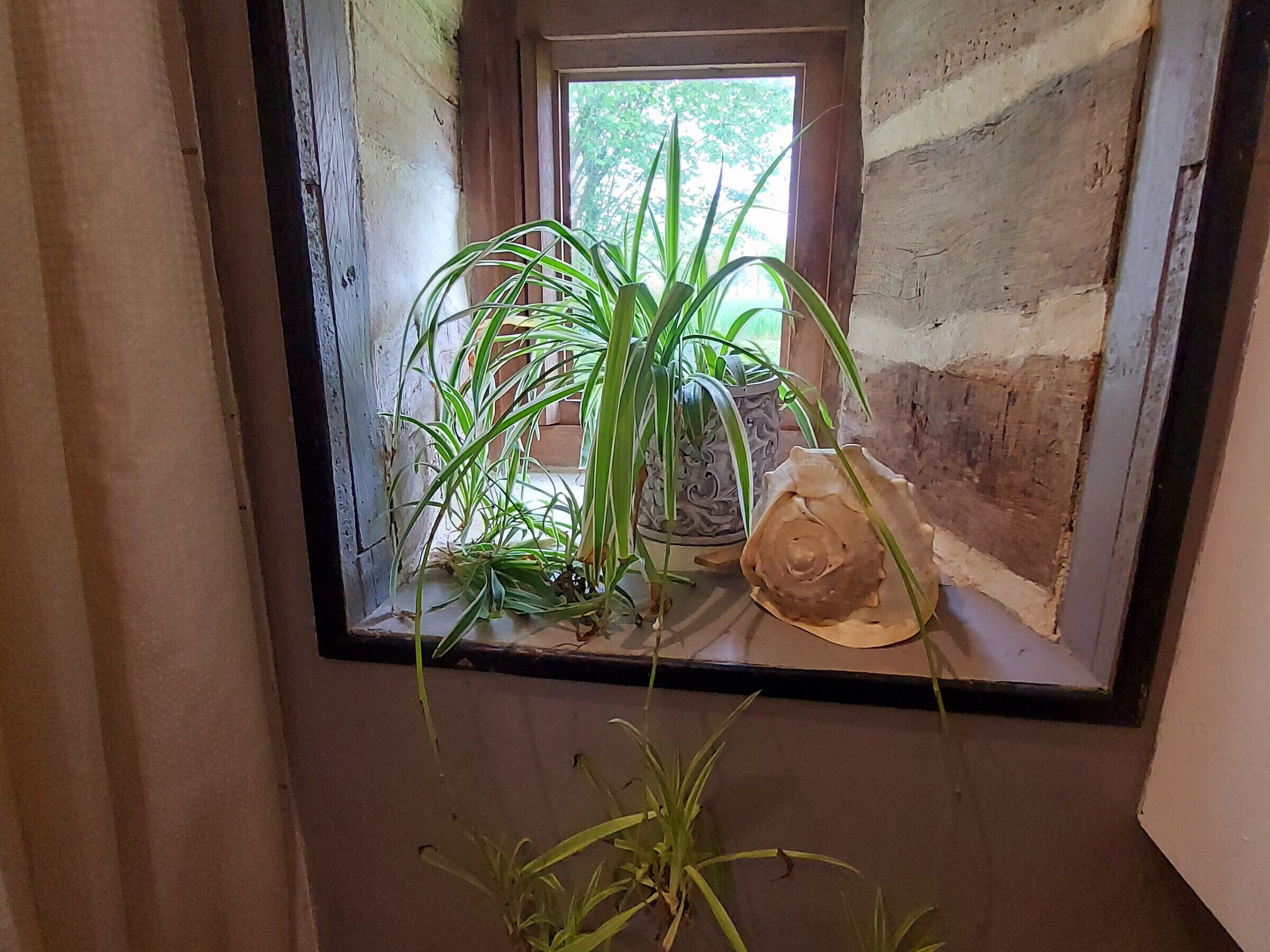 Una ventana con vistas a la vegetación, una planta en maceta en el interior y una pared de madera rústica.