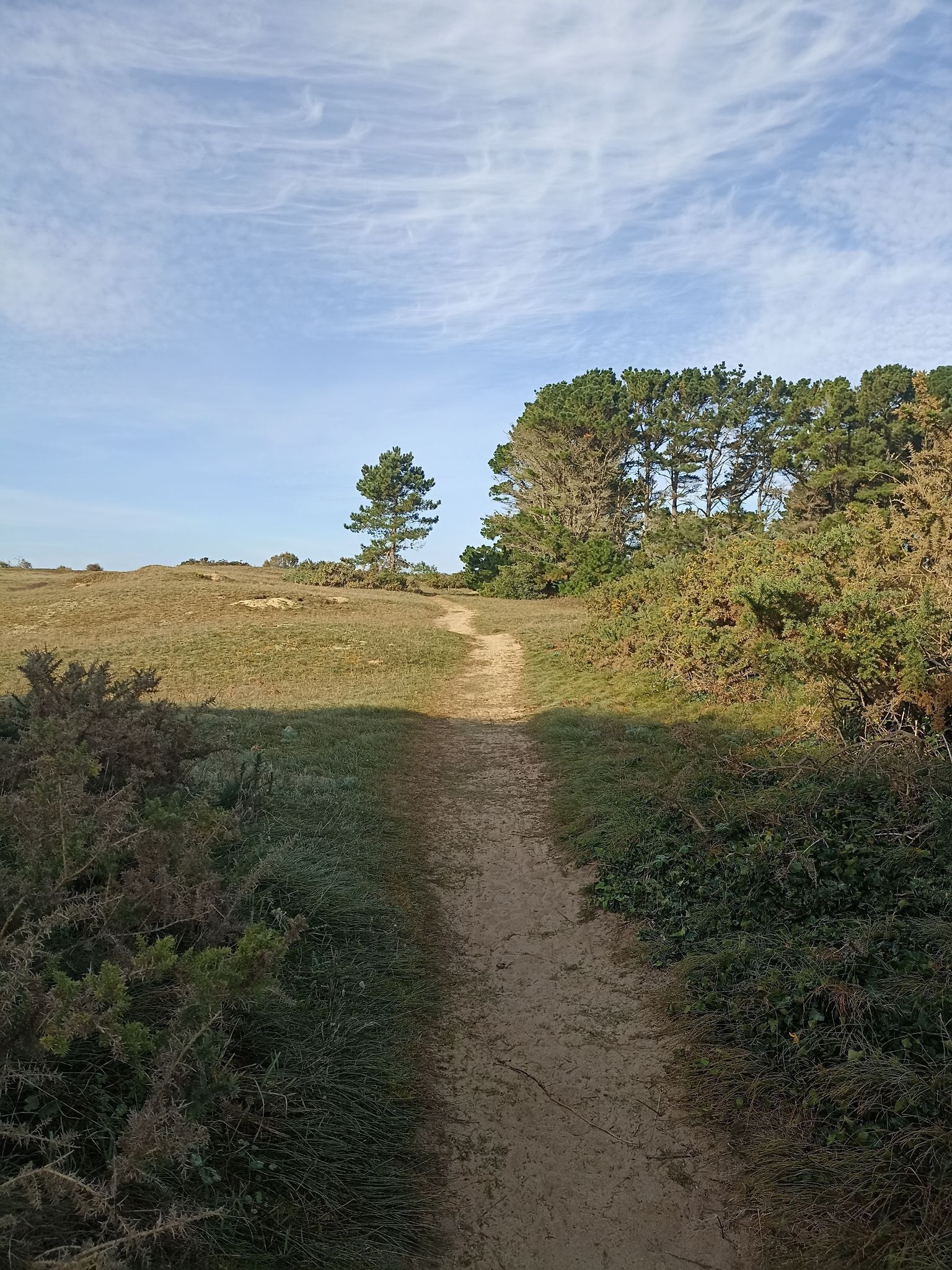 A dirt path leading through a natural landscape with trees and shrubs.