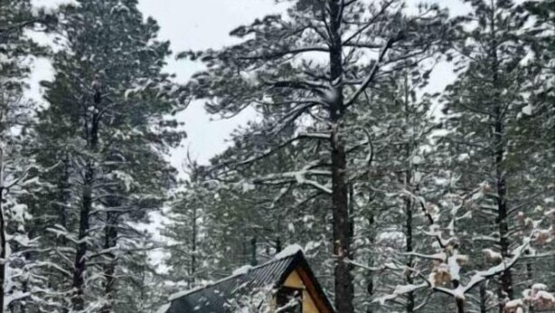 Une cabane entourée d’arbres couverts de neige.