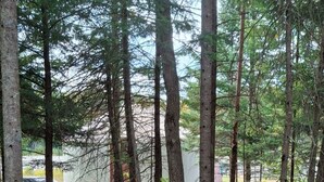 A forested area with a gravel path, trees, and a covered grill area. - Redarrow rustic yurt  in the Adirondacks,  Gore Mt. 15 mins, jug water supplied (Minerva)