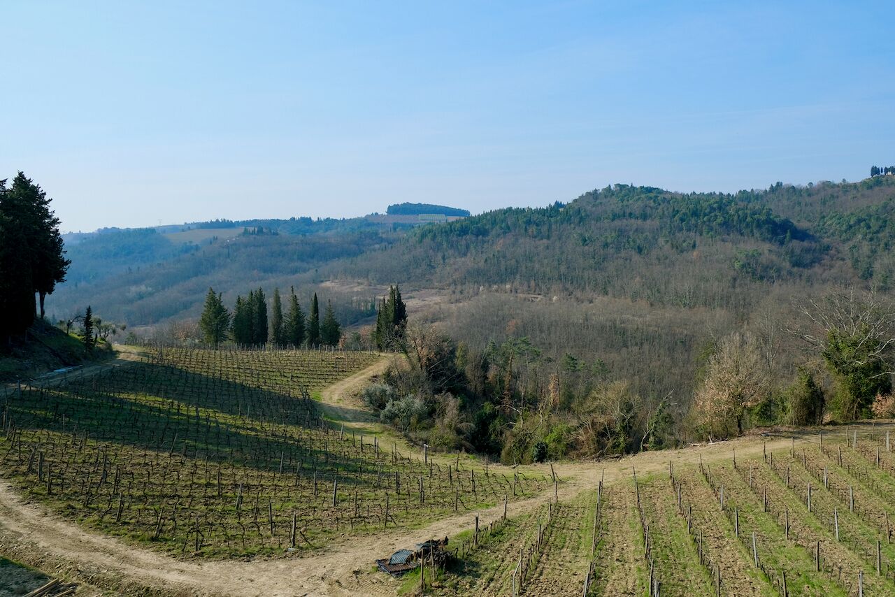 A vineyard with rows of grapevines and a dirt path.