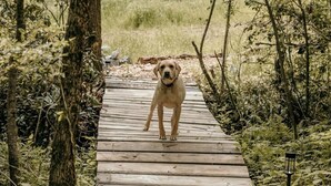 A dog on a wooden boardwalk surrounded by dense forest.