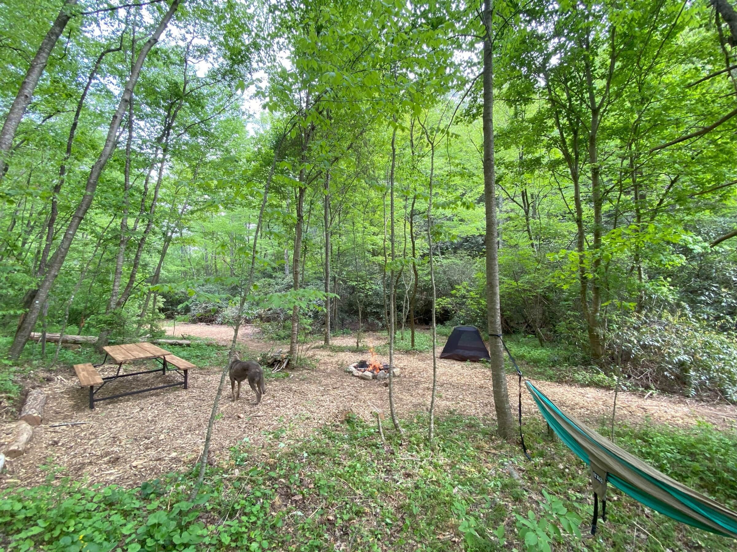 Un terrain de camping situé dans une forêt, avec un banc en bois, un hamac et une tente.