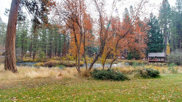 A forested area with a pond, a path, and a cabin.