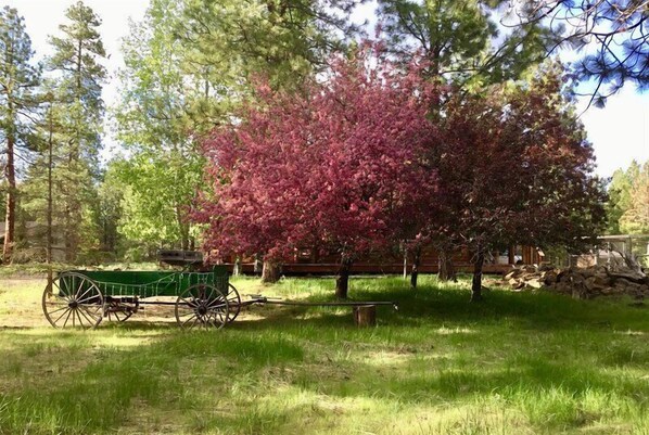 A rustic outdoor scene with a green carriage, a large tree with pink leaves, and a wooden fence.