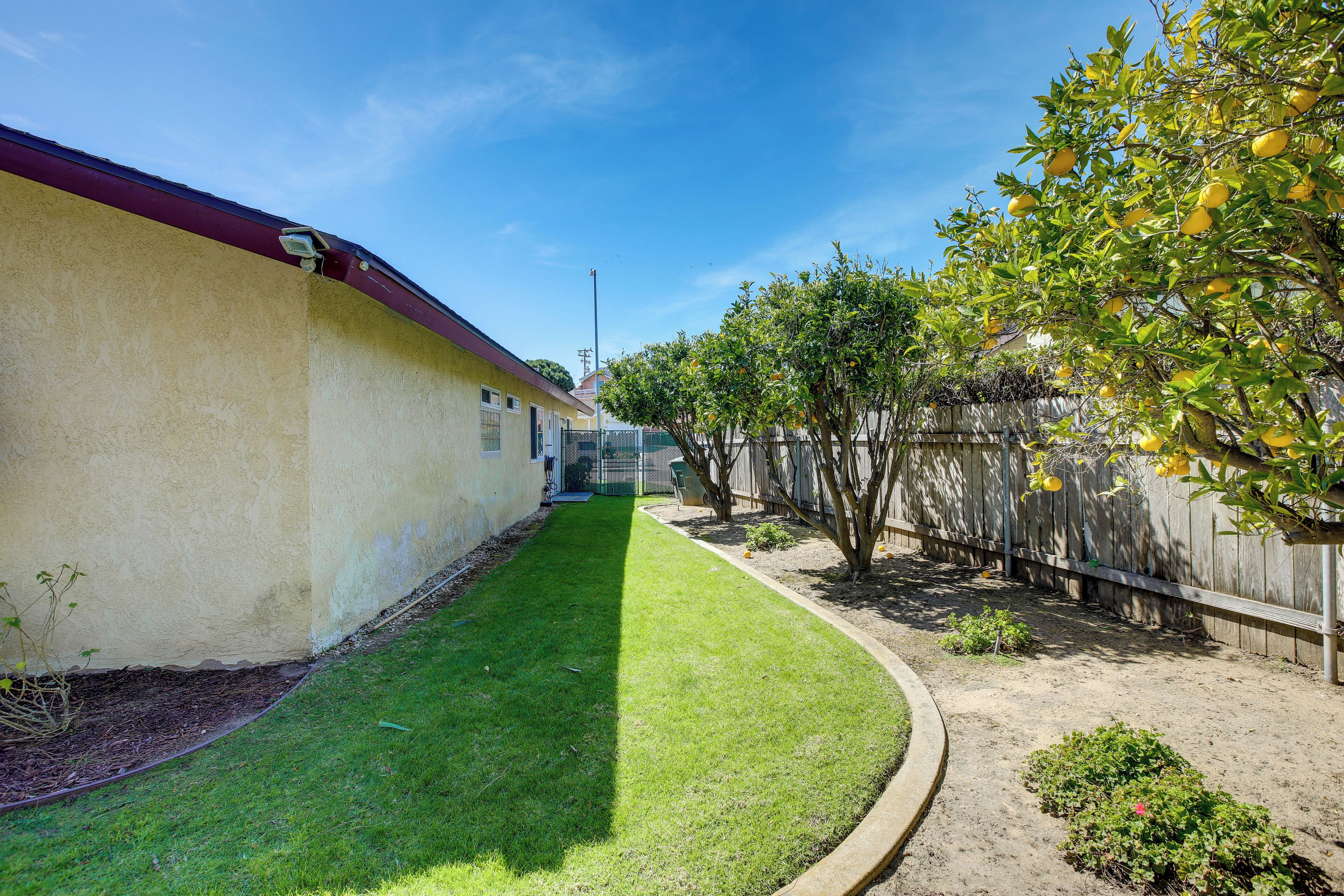 A well-maintained backyard with a curved lawn, a wooden fence, and a tree with yellow fruit.