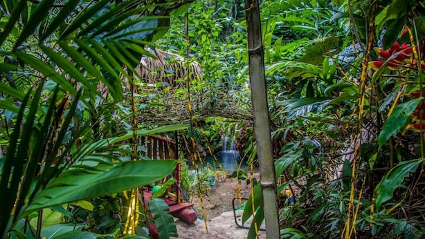 Ein üppiger, tropischer Garten mit dichtem Blattwerk und einem kleinen Wasserfall.
