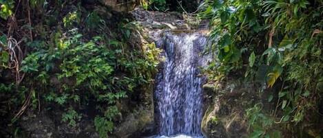 A natural waterfall in a forested area with clear water and rocky bed.