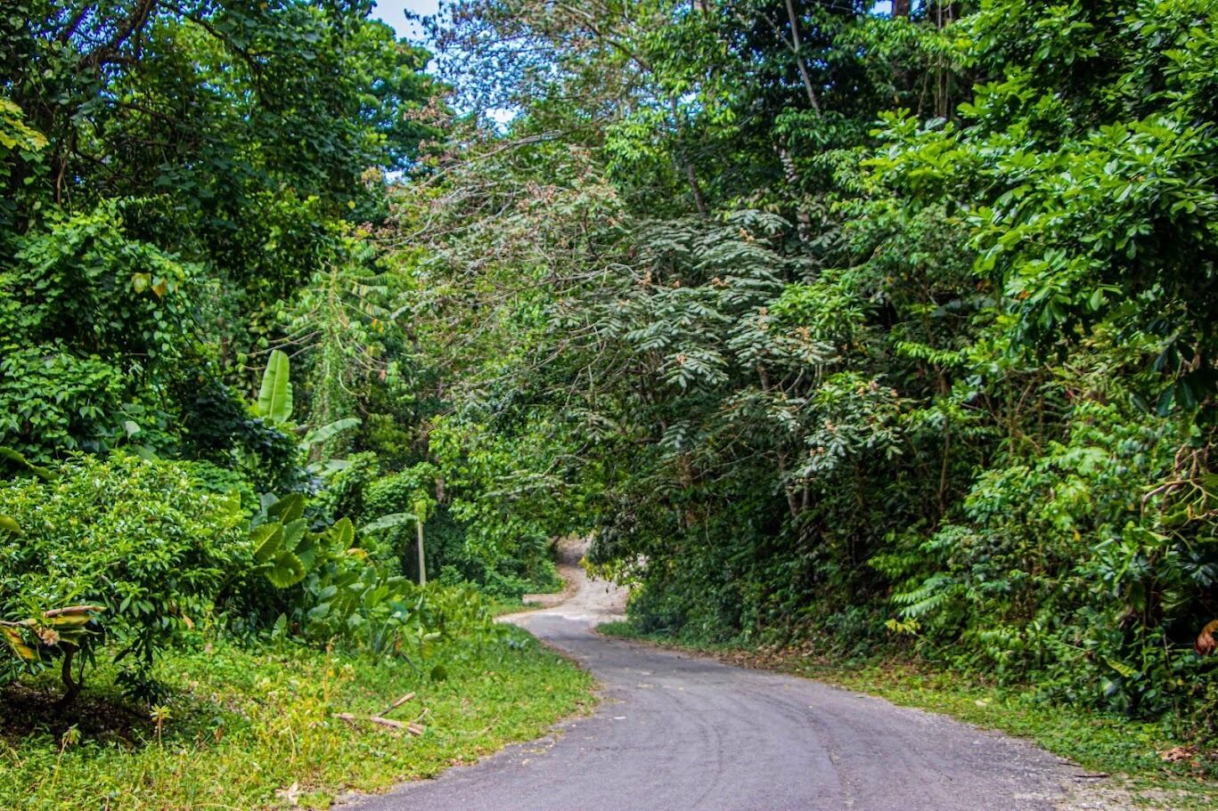 Una strada stretta e tortuosa immersa in una vegetazione rigogliosa.