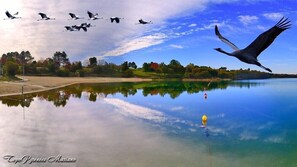 Un lago tranquilo con reflejos de aves y árboles, rodeado por un parque con un sendero para caminar.