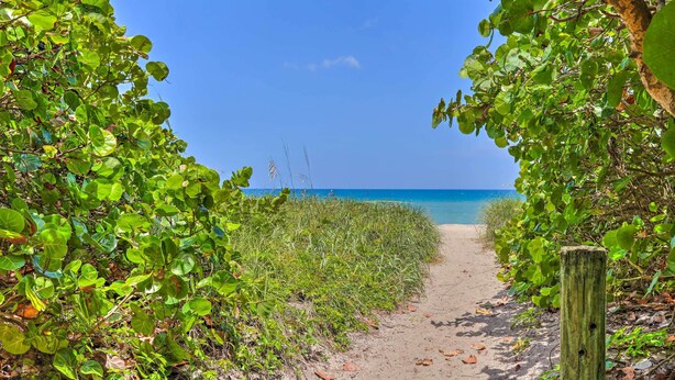 Un sendero que lleva a una playa, flanqueado por una vegetación densa.