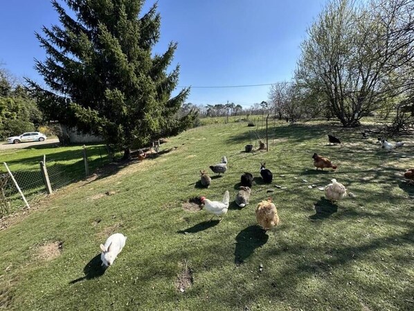 Jardines del alojamiento