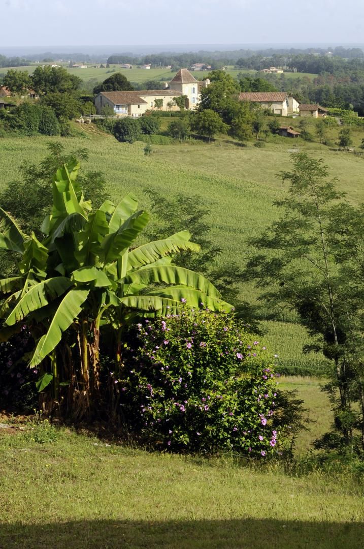 Un paysage rural avec un grand bananier et des arbustes en fleurs au premier plan, et une maison avec un toit rouge à l’arrière-plan.