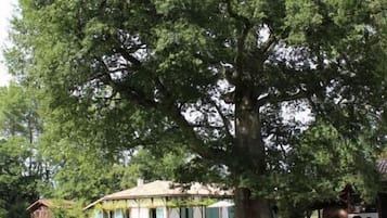 Un grand arbre se dresse devant un bâtiment doté d’un toit en pente et d’un porche.