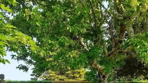 A playground with a slide and climbing structure, a small wooden shed, and a tree in a grassy area. - Erable - Ste-eulalie-en-born (STE-EULALIE-EN-BORN)