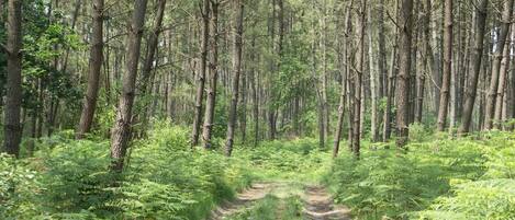 A forest with a dirt path.