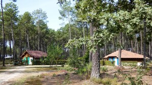 Un chalet rustique entouré d’une forêt dense.