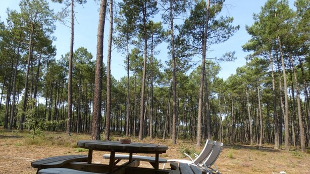 Un espace pique-nique équipé de bancs et d’une table en bois, entouré d’une forêt de grands pins.