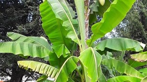 A garden with large banana plants and flower beds with orange flowers. - Chalet Simone - ST-VINCENT-DE-TYROSSE (ST-VINCENT-DE-TYROSSE)