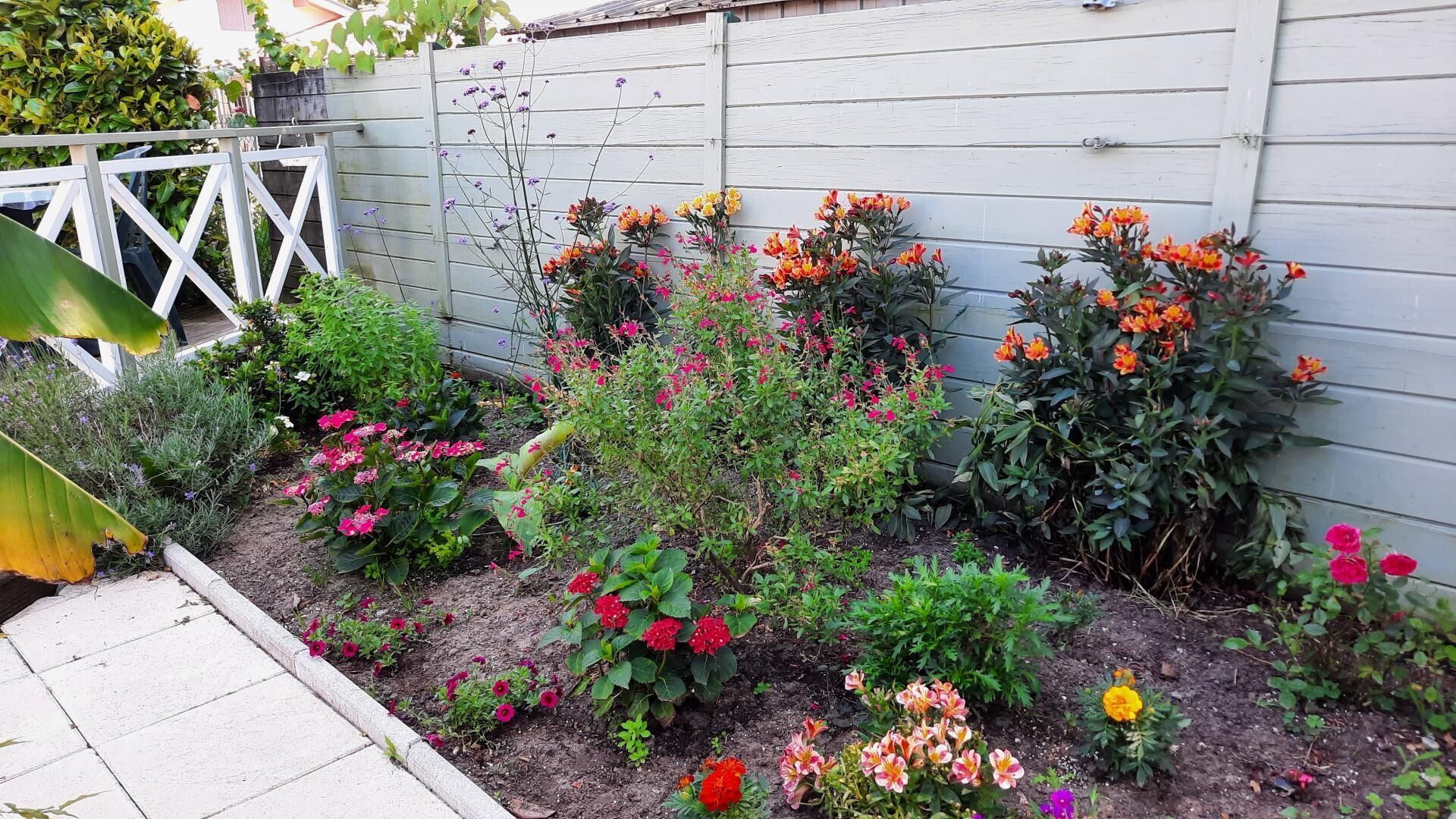 A garden with various flowering plants and shrubs, a white fence, and a paved walkway.