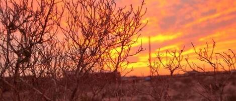 A desert landscape with sparse vegetation and a sunset sky.