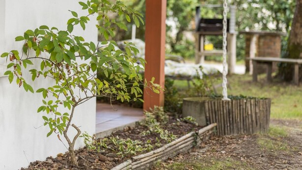 Un petit arbre a été planté contre un mur blanc, dans un espace jardin aménagé avec un banc en bois et une table en arrière-plan.