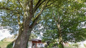 Un grand arbre se dresse devant une maison à l’extérieur blanc et au toit rouge.