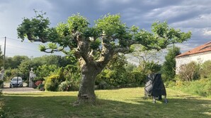 Un árbol en un jardín con un coche estacionado cerca de una reja.