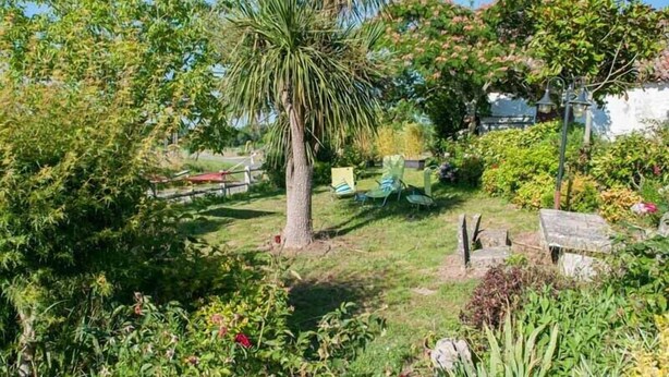 Un jardín con diversas plantas y una palmera.