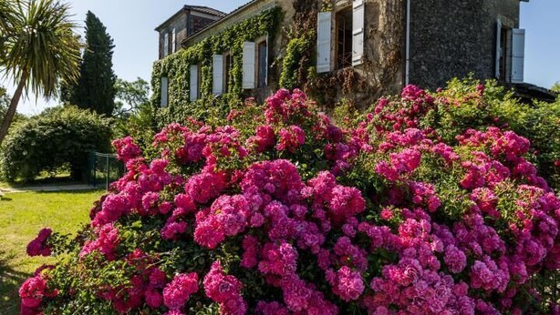 Ein Steinhaus mit einem Garten voller rosa Blumen davor.
