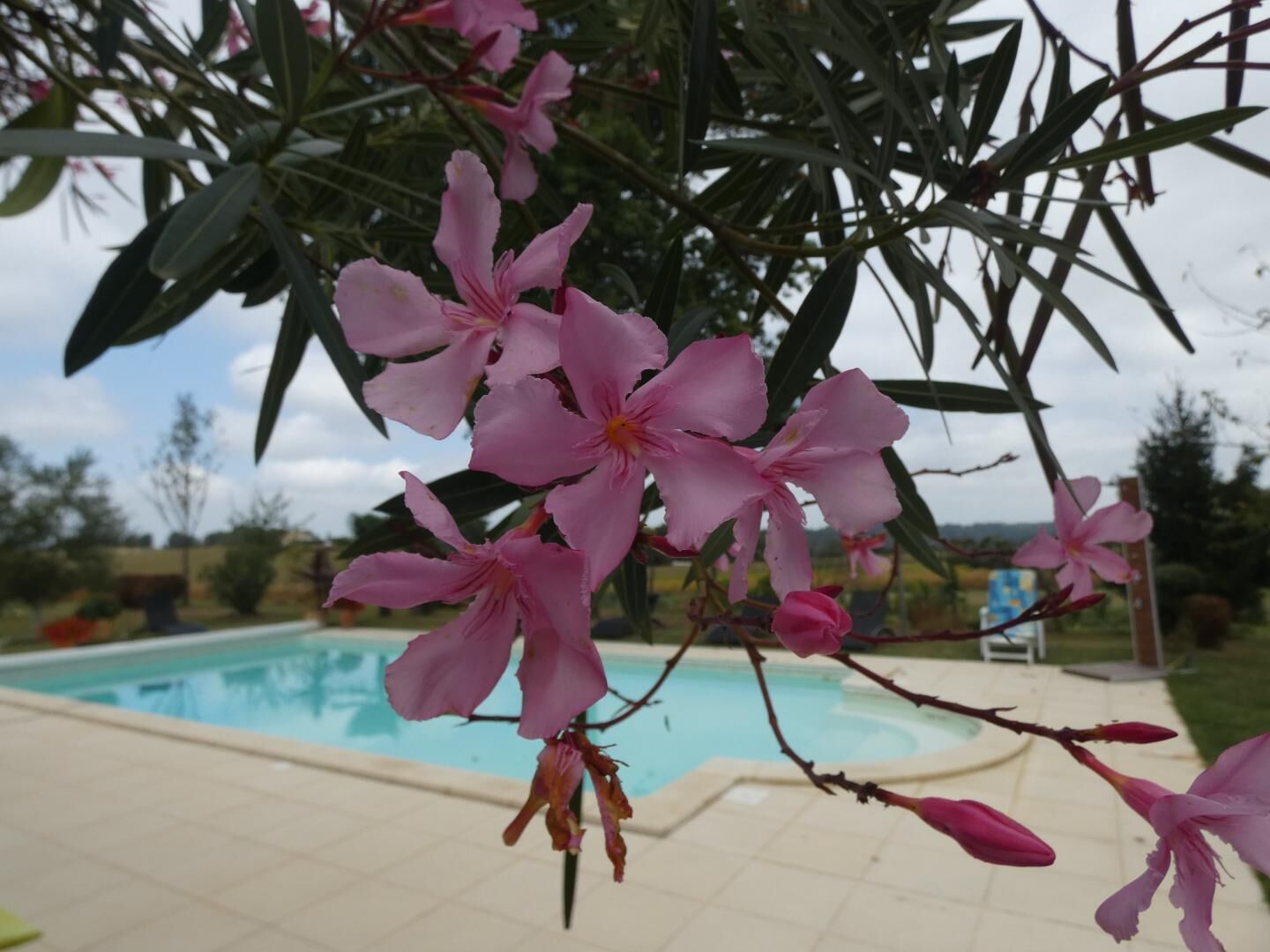 A poolside area with a view of a swimming pool and surrounding greenery.