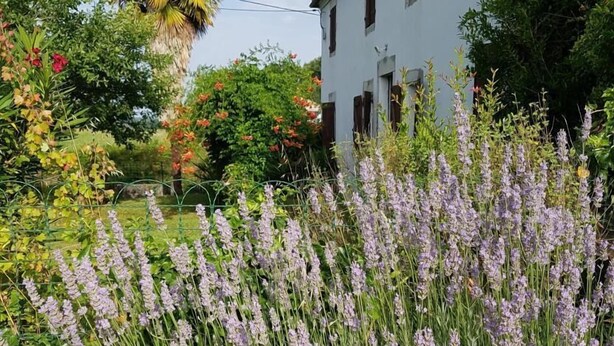 A white house with a satellite dish, surrounded by lush greenery and lavender fields.