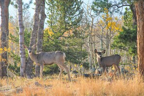 Huis (2 Bedrooms) | Interieur