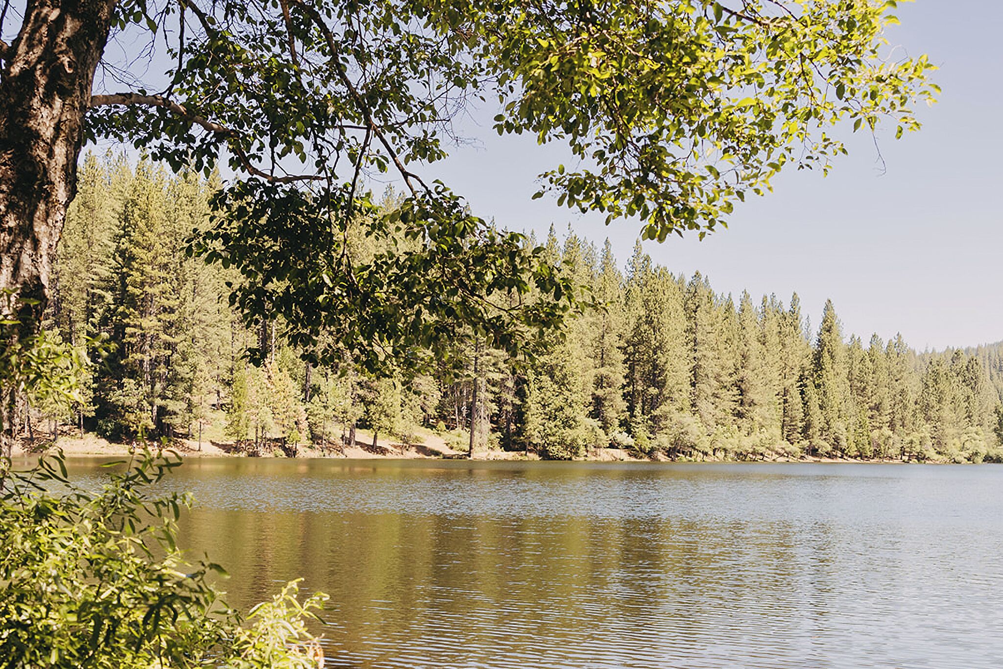 A calm lake surrounded by dense forest.