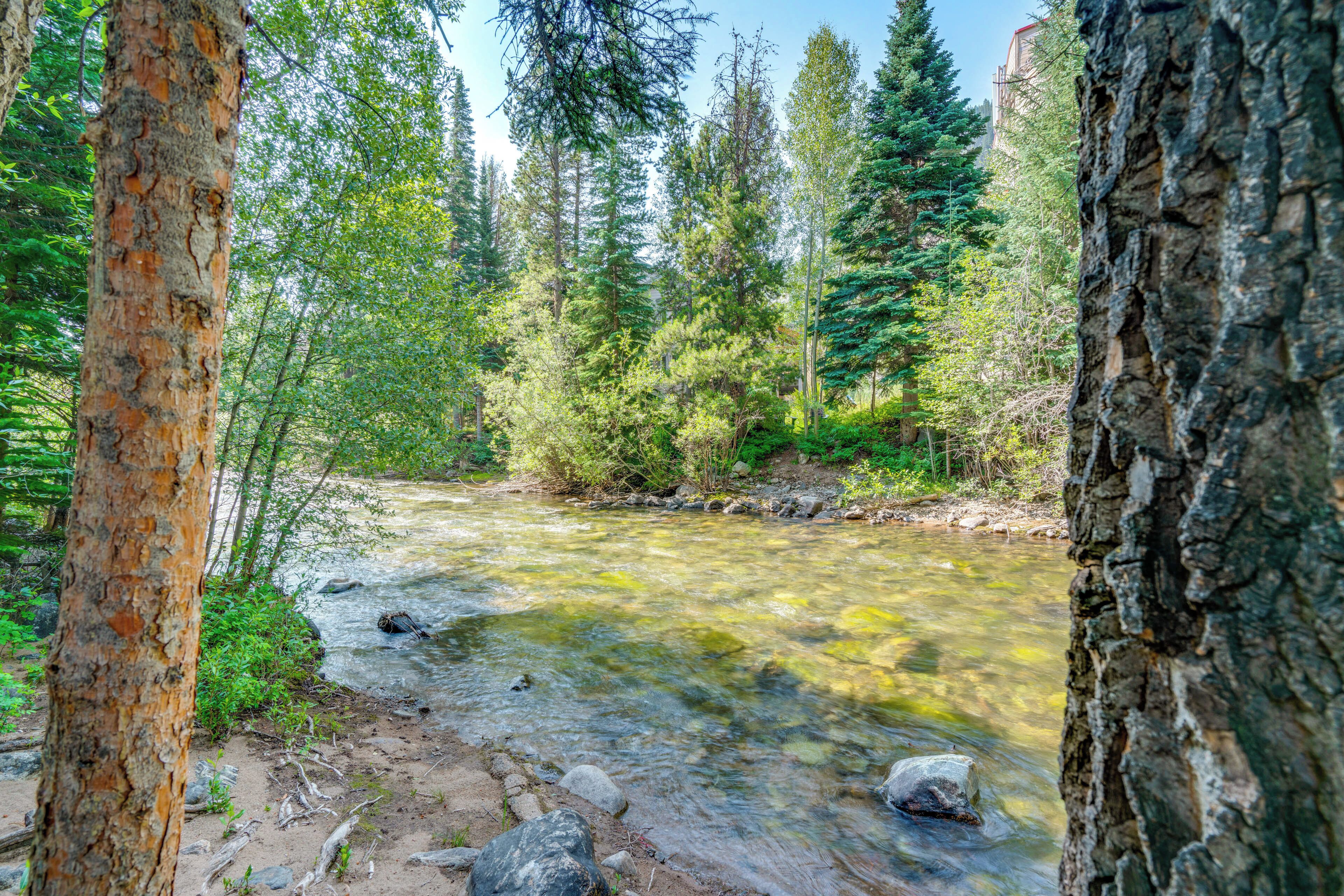 Un ruisseau de forêt bordé d’arbres et de rochers.