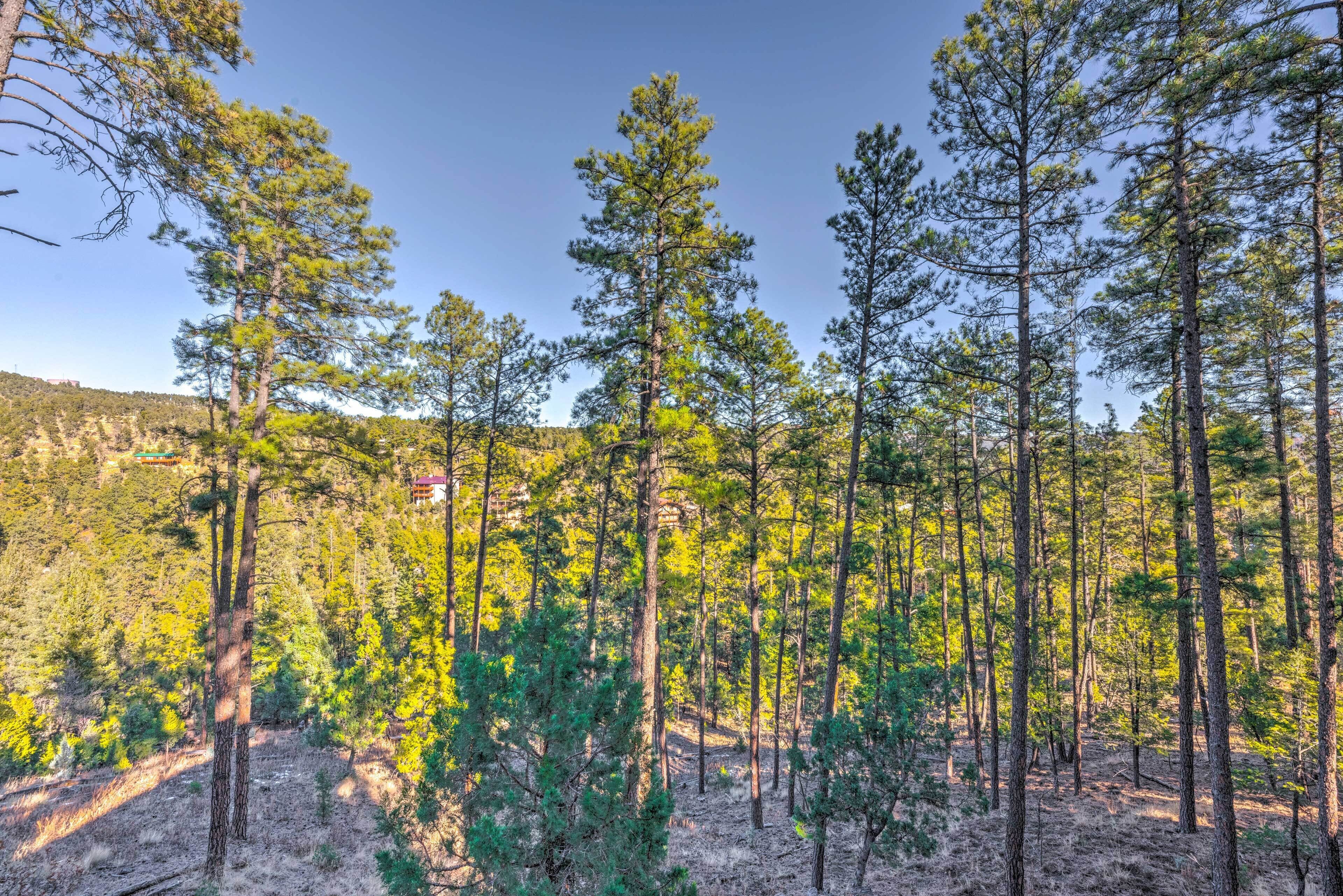 A forested area with tall pine trees and a clear sky.