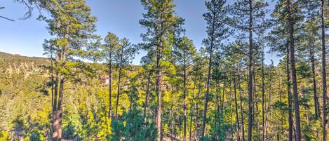 A forested area with tall pine trees and a clear sky.