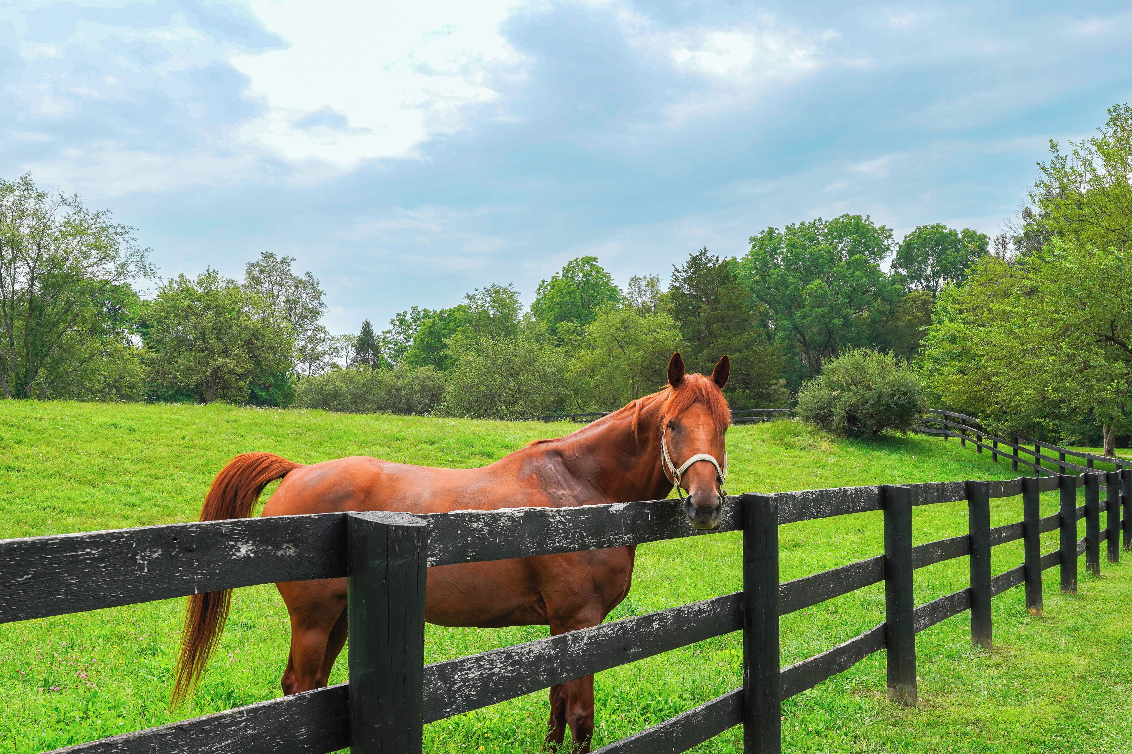 Een paard staat achter een houten hek in een grasveld, met bomen op de achtergrond.