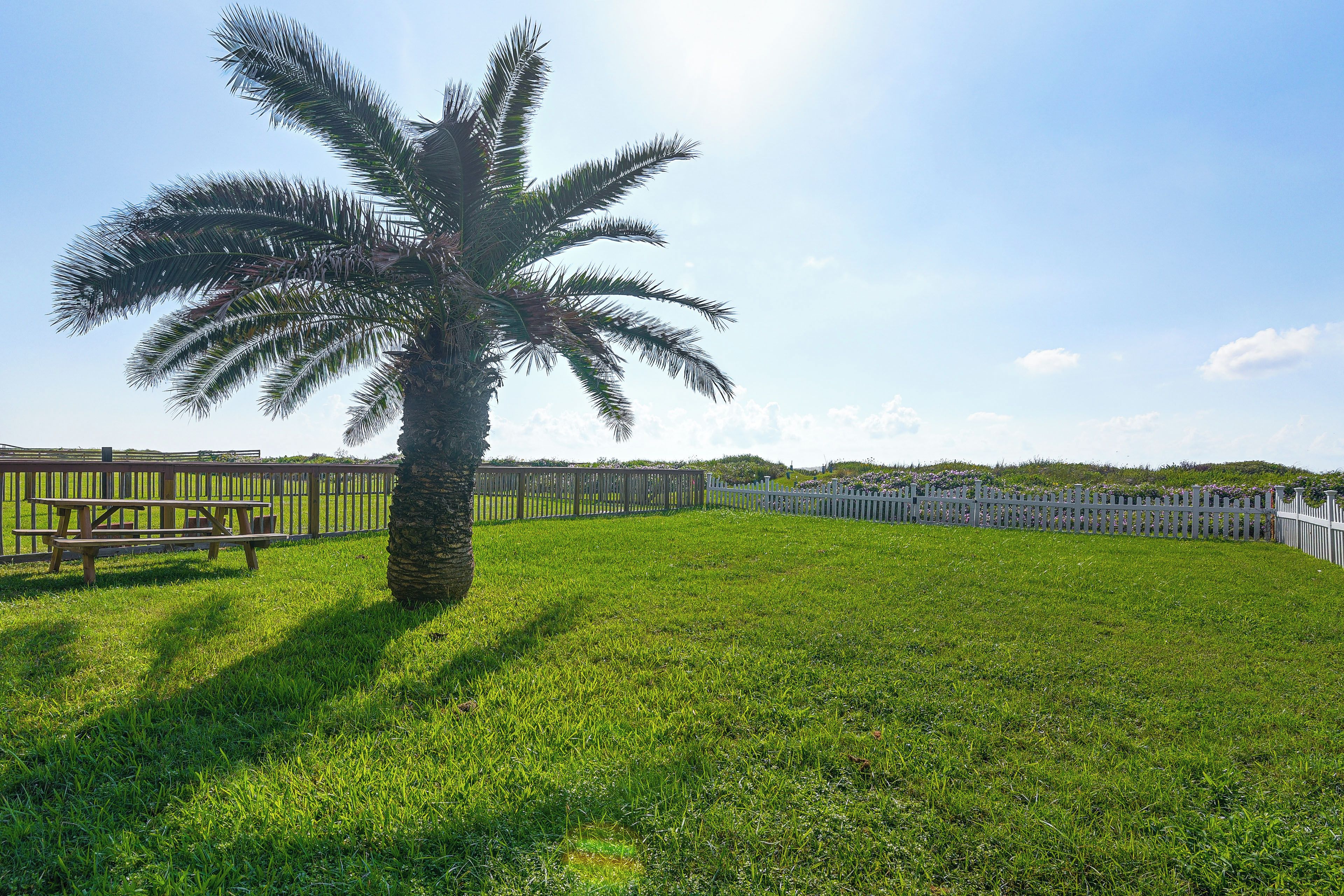 A grassy area with a palm tree and a wooden fence.